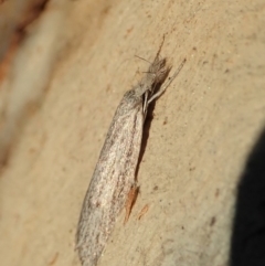 Phryganeutis cinerea (Chezala Group moth) at Mount Painter - 27 Apr 2020 by CathB