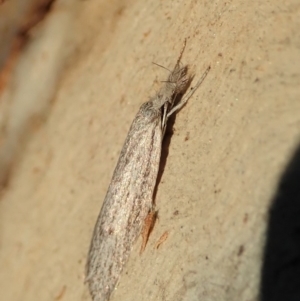 Phryganeutis cinerea at Cook, ACT - 27 Apr 2020