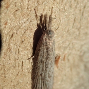 Phryganeutis cinerea at Cook, ACT - 27 Apr 2020