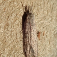 Phryganeutis cinerea at Cook, ACT - 27 Apr 2020