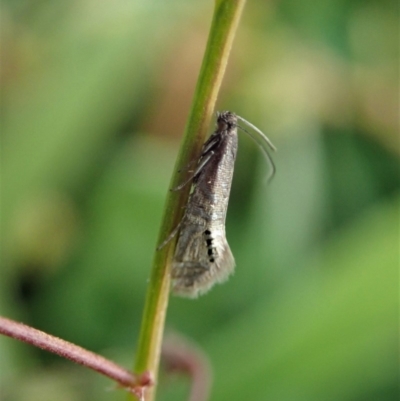 Glyphipterix anaclastis (A sedge moth) at Cook, ACT - 25 Apr 2020 by CathB