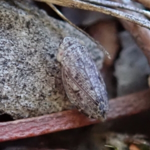 Arawa sp. (genus) at Cook, ACT - 27 Apr 2020