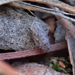 Arawa sp. (genus) at Cook, ACT - 27 Apr 2020