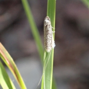 Ceromitia leptosticta at Cook, ACT - 27 Apr 2020 12:46 PM