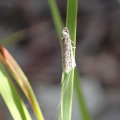 Ceromitia leptosticta at Cook, ACT - 27 Apr 2020