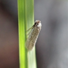 Ceromitia leptosticta at Cook, ACT - 27 Apr 2020