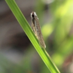 Ceromitia leptosticta at Cook, ACT - 27 Apr 2020