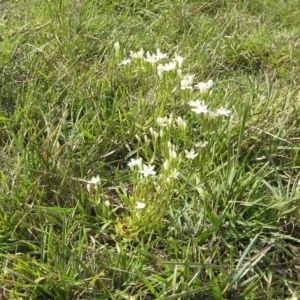 Centaurium erythraea at Yass River, NSW - 22 Apr 2020