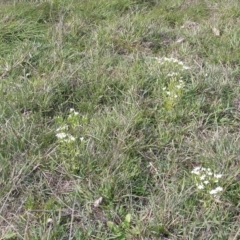 Centaurium erythraea at Yass River, NSW - 22 Apr 2020