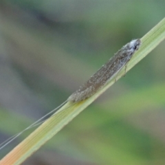 Ceromitia (genus) (A Fairy moth) at Cook, ACT - 28 Apr 2020 by CathB