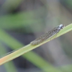 Ceromitia (genus) at Cook, ACT - 28 Apr 2020