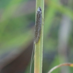 Ceromitia (genus) at Cook, ACT - 28 Apr 2020