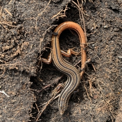 Ctenotus taeniolatus (Copper-tailed Skink) at Bundanoon, NSW - 5 Apr 2020 by BLSHTwo