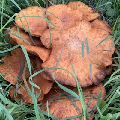 Unidentified Fungus at Exeter - 10 Apr 2020 by BLSHTwo