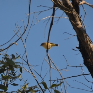 Acanthiza chrysorrhoa at Wamboin, NSW - 14 Apr 2020