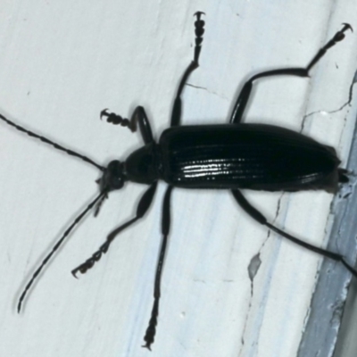 Tanychilus sp. (genus) (Comb-clawed beetle) at Ainslie, ACT - 27 Nov 2019 by jbromilow50
