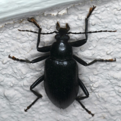 Metistete pimeloides (Comb-clawed beetle) at Ainslie, ACT - 27 Nov 2019 by jb2602