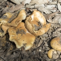 Cortinarius sp. (Cortinarius) at O'Connor, ACT - 28 Apr 2020 by AlisonMilton