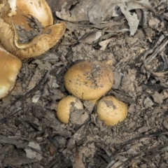 Cortinarius sp. at O'Connor, ACT - 28 Apr 2020 11:01 AM