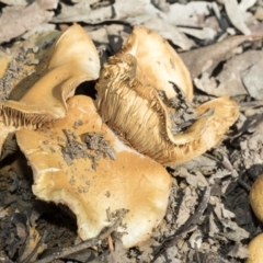 Cortinarius sp. at O'Connor, ACT - 28 Apr 2020