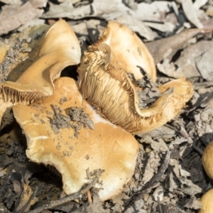 Cortinarius sp. at O'Connor, ACT - 28 Apr 2020 11:01 AM