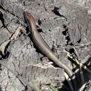 Lampropholis delicata at O'Connor, ACT - 28 Apr 2020