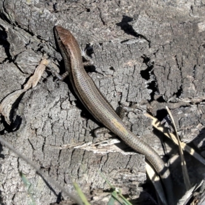 Lampropholis delicata (Delicate Skink) at O'Connor, ACT - 28 Apr 2020 by AlisonMilton