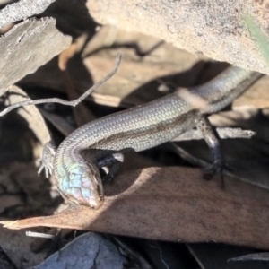 Lampropholis delicata at O'Connor, ACT - 28 Apr 2020