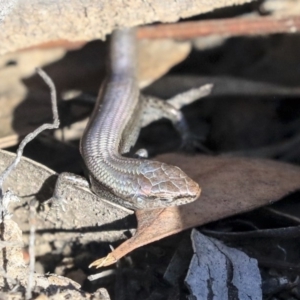 Lampropholis delicata at O'Connor, ACT - 28 Apr 2020