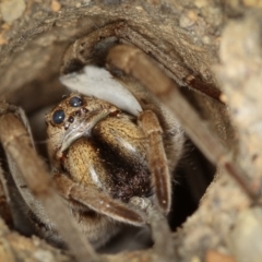 Lycosidae (family) (Unidentified wolf spider) at Melba, ACT - 22 Jan 2012 by Bron