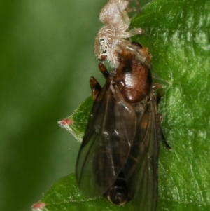 Opisthoncus sp. (genus) at Melba, ACT - 23 Jan 2012