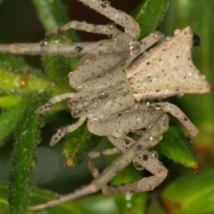 Sidymella sp. (genus) (A crab spider) at Melba, ACT - 29 Jan 2012 by Bron