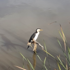 Microcarbo melanoleucos at Franklin, ACT - 28 Apr 2020