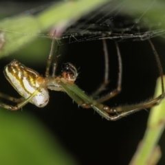 Leucauge dromedaria (Silver dromedary spider) at Melba, ACT - 8 Jan 2012 by Bron