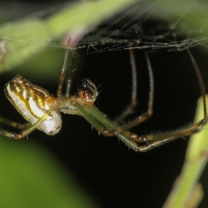 Leucauge dromedaria at Melba, ACT - 8 Jan 2012 06:03 PM