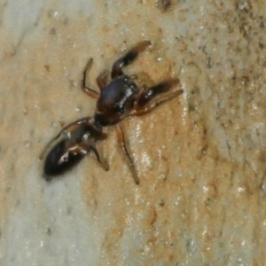 Rhombonotus gracilis at Melba, ACT - 31 Jan 2012