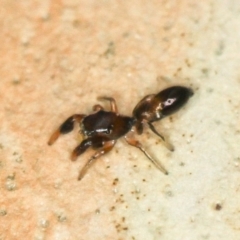 Rhombonotus gracilis at Melba, ACT - 31 Jan 2012 04:03 PM