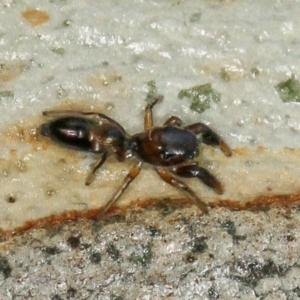 Rhombonotus gracilis at Melba, ACT - 31 Jan 2012 04:03 PM