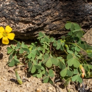 Oxalis sp. at Bumbalong, NSW - 27 Apr 2020