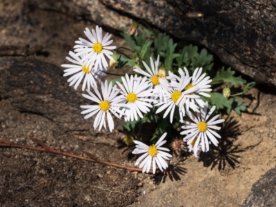 Brachyscome willisii (Narrow-wing Daisy) at Bumbalong, NSW - 27 Apr 2020 by Ad