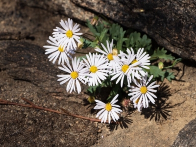 Brachyscome willisii (Narrow-wing Daisy) at Bumbalong, NSW - 27 Apr 2020 by AdamatBumbalong