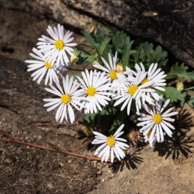 Brachyscome willisii (Narrow-wing Daisy) at Bumbalong, NSW - 27 Apr 2020 by AdamatBumbalong