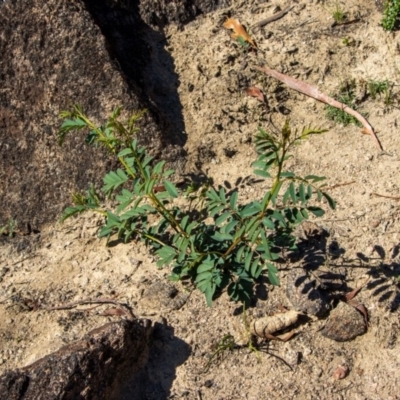 Indigofera australis subsp. australis (Australian Indigo) at Bumbalong, NSW - 27 Apr 2020 by Ad