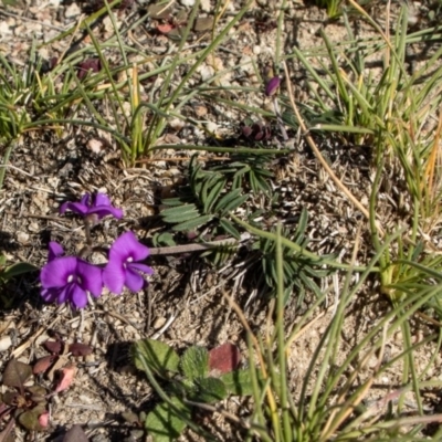 Swainsona sp. at Bumbalong, NSW - 27 Apr 2020 by Ad