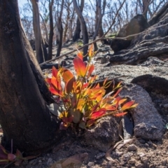 Eucalyptus (genus) (A Gum Tree) at Bumbalong, NSW - 27 Apr 2020 by Ad