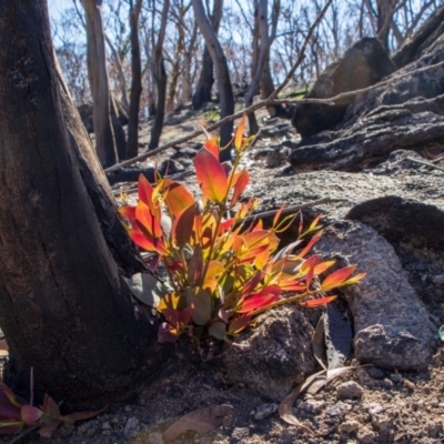 Eucalyptus (genus) (A Gum Tree) at Bumbalong, NSW - 27 Apr 2020 by Ad