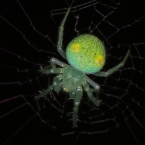 Araneus circulissparsus (species group) at Melba, ACT - 4 Feb 2012 06:58 PM