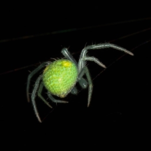 Araneus circulissparsus (species group) at Melba, ACT - 4 Feb 2012 06:58 PM