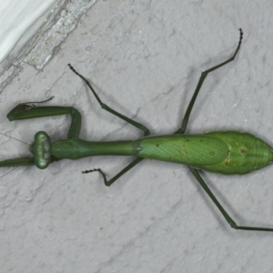 Pseudomantis albofimbriata at Ainslie, ACT - 28 Apr 2020 01:00 PM