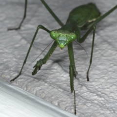 Pseudomantis albofimbriata at Ainslie, ACT - 28 Apr 2020